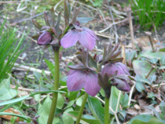 Helleborus orientalis Hybriden bestellen